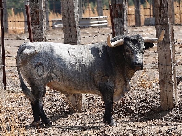 Los toros del espectacular desaf�o ganadero de Santa Coloma para Illescas