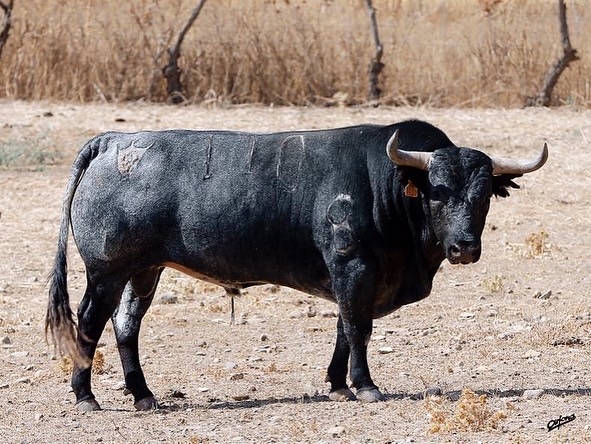Los toros del espectacular desafío ganadero de Santa Coloma para Illescas