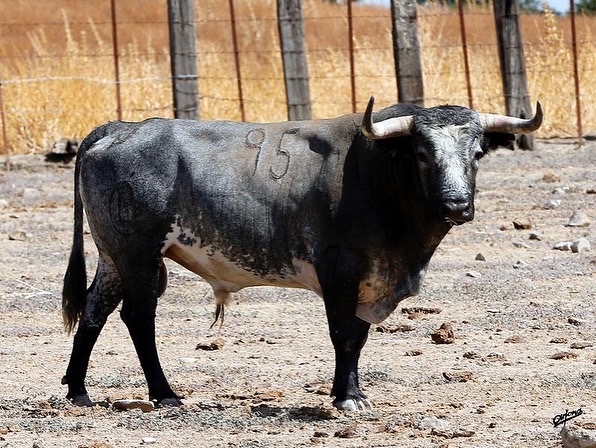 Los toros del espectacular desafío ganadero de Santa Coloma para Illescas