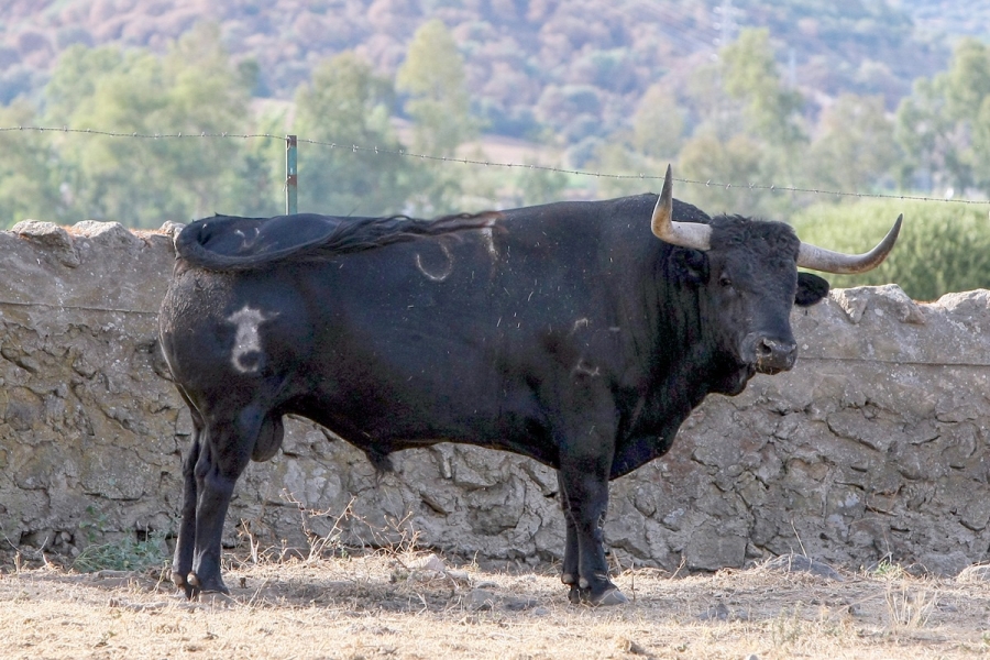 La legendaria ganader�a de Conde de la Corte, protagonista de la corrida del 1 de septiembre en Illescas