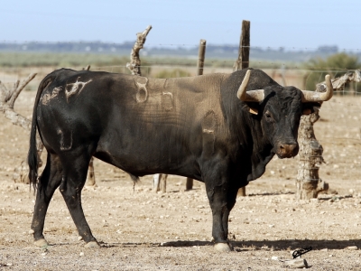 Pallarés: un espectáculo de corrida para este viernes en Illescas