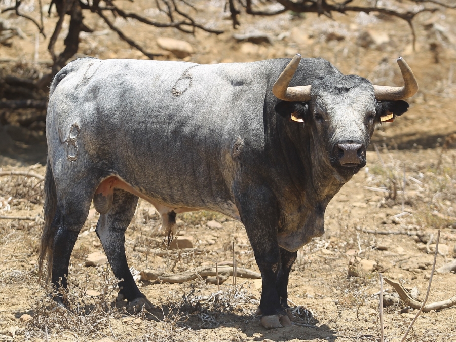 Los toros de Rehuelga para el cartelazo con El Juli, De Justo y Roca Rey en Cuenca