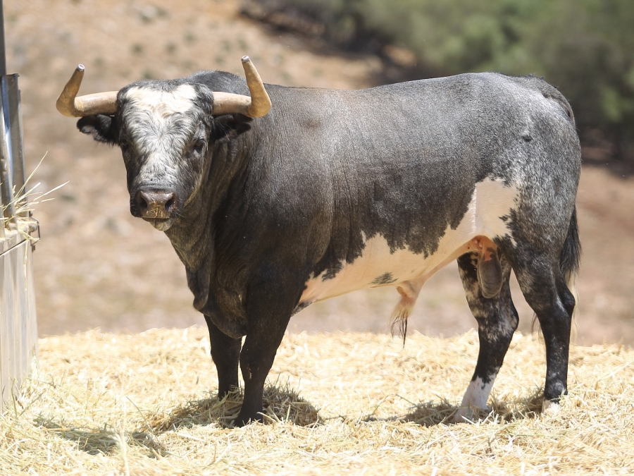 Los toros de Rehuelga para el cartelazo con El Juli, De Justo y Roca Rey en Cuenca
