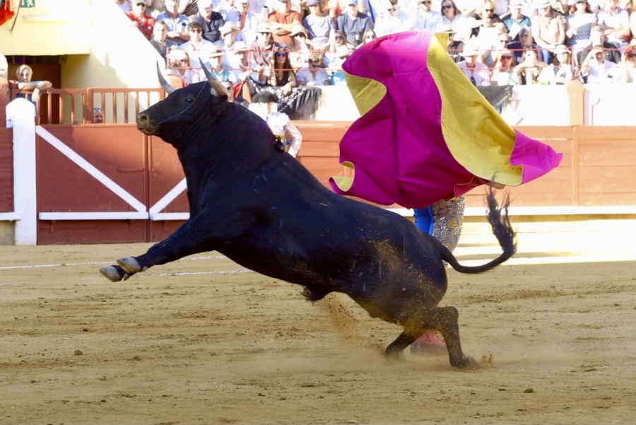 Fernando Adrián y Víctor Hernández, a hombros en la tercera corrida de San Julián; tarde de valor y firmeza de Marco Pérez Fernando Adrián y Víctor Hernández, a hombros en la tercera corrida de San Julián; tarde de valor y firmeza de Marco Pérez