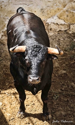 Feria de San Julián 2014