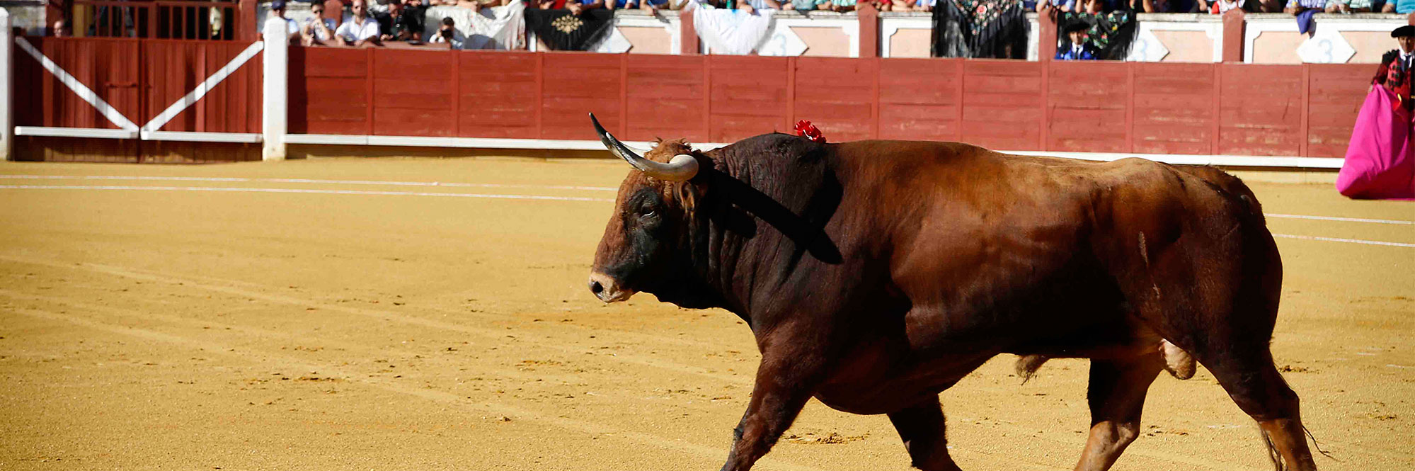 Maxitoro. Feria taurina de San Julián, Cuenca